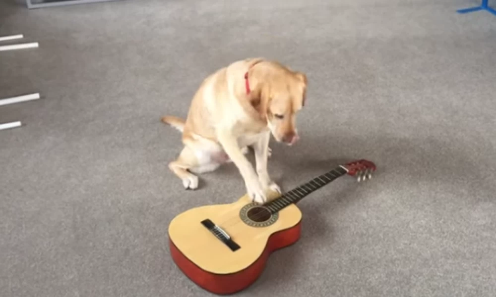 Σκυλίτσα θεραπείας ξέρει να παίζει μουσική και εντυπωσιάζει